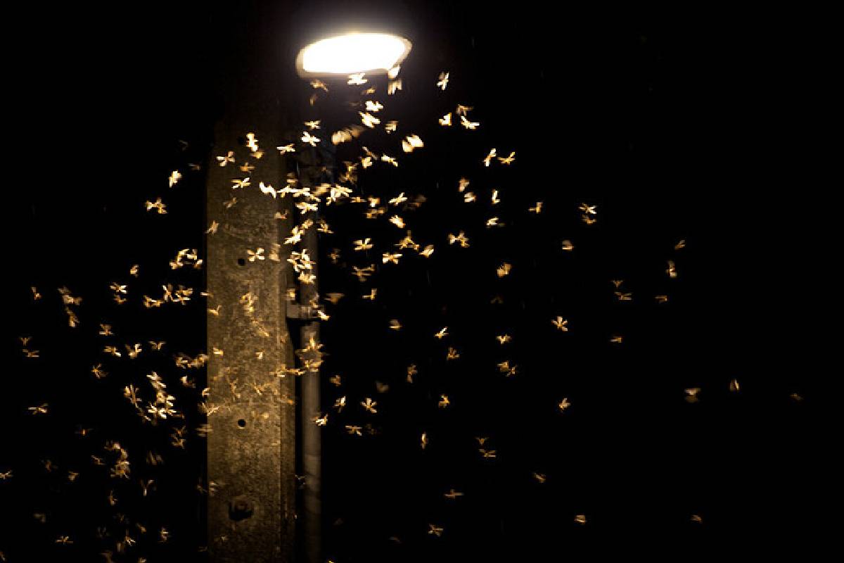 ஈசல்கள் மின்விளக்கை சுற்றி வட்டமிடுவதற்கு இது தான் காரணமா? | Why Rain Flies Circle Around Lights