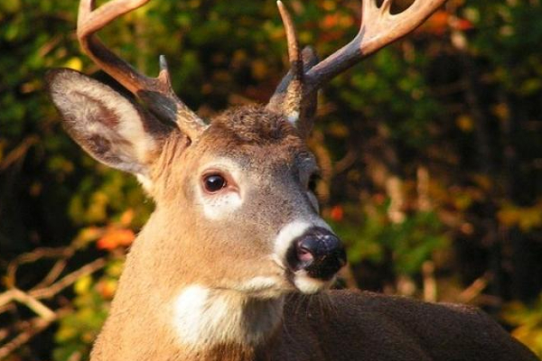 சமாதான நீதவான் அதிரடியாக கைது | Justice Of The Peace Arrested With Venison