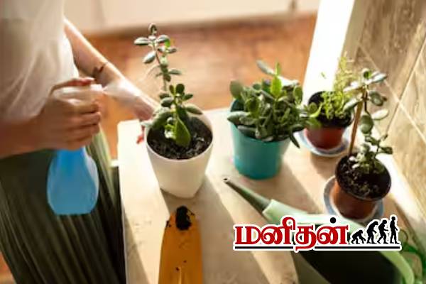 Vastu Tips: வீட்டுல காசே இல்லையா? அப்போ இந்த செடிகளை தூக்கி போடுங்க | Vastu Tips Plants Bring Poverty To The House