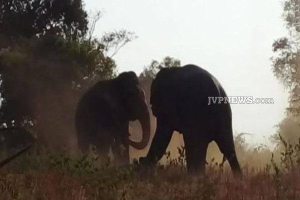 இலங்கையில் சண்டை போட்ட யானைகள்! மிகவும் அரிய காட்சிகள் (Photos) | Elephants Fighting In Sri Lanka Very Rare Scenes