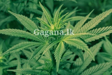 කංසා ගැන මෙරටින් ගත්ත විශේෂ තීරණයකට අනුමැතිය..