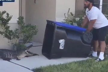 Viral Video: முதலையை இவ்வளவு அசால்ட்டாக பிடிக்கலாமா? பாருங்க பிரமித்து போயிடுவீங்க