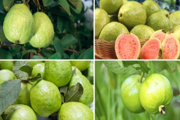 கொய்யாப்பழம் “இந்த” நோயிற்கு சிறந்த மருந்தாகும்.. முழு விவரங்கள் இதோ