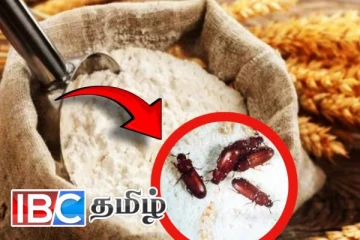 பாரியளவில் சிக்கிய நுகர்வுக்கு பொருத்தமற்ற கோதுமை மா