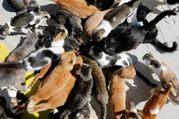 கட்டுக்கடங்காமல் பெருகும் பூனைகள்: கட்டுப்படுத்த வழி தெரியாமல் திணறும் நாடு