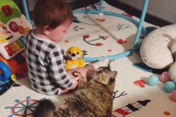 அழாதே... கதறி அழுத குழந்தைக்கு தாய் பாசத்தினை கொடுத்த பூனை குட்டி! ரியக்சனை பாருங்க!