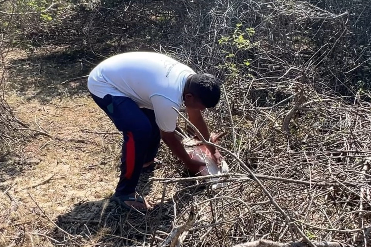 மன்னாரில் காற்றாலை மின்சார கேபிள்களில் சிக்கி விபத்துக்குள்ளான வெளிநாட்டுப் பறவைகள் | Birds Stuck Wind Turbine Power Cables In Mannar