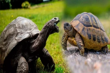 ஆமைகளிடம் இருக்கும் இப்படியொரு பழக்கம் பற்றி தெரியுமா?