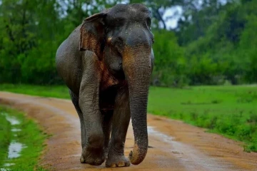 அம்பாறையில் சைக்கிளில் சென்ற மாணவனுக்கு நேர்ந்த எதிர்பாராத சம்பவம்