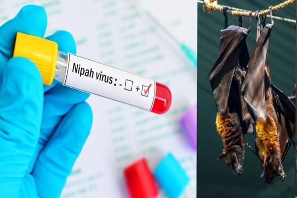 நிபா வைரசிற்கான முதல் தடுப்பூசி சோதனை! | First Vaccine Trial For Nipah Virus