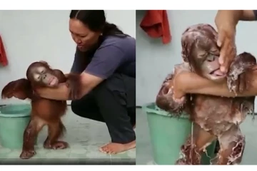 பெற்ற குழந்தையைப் போல சோப்பு போட்டு குரங்கை குளிப்பாட்டும் பெண் - வைரலாகும் வீடியோ