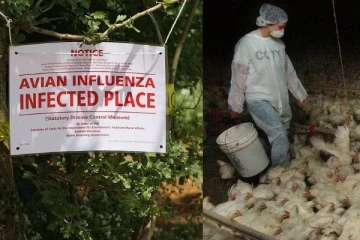 இது கோவிட் பெருந்தொற்றை விட மோசமானது... மனிதகுலத்தை காப்பாற்ற உடனே செயல்பட வலியுறுத்தல்