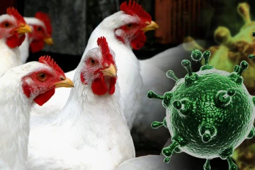 ஜப்பானில் பறவைக்காச்சால் 57 ஆயிரம் கோழிகள் அழிப்பு