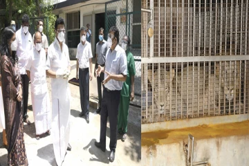 சிங்கத்துக்கு கொரோனா.. கவனமாக இருக்க வேண்டும் - மருத்துவர் சிவராமன் எச்சரிக்கை