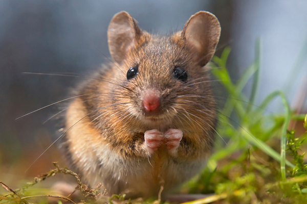 எலிக்காய்ச்சலினால் பாதிக்கப்பட்டு வரும் மக்கள் | People Suffering From Rat Fever