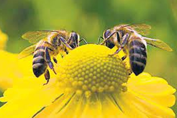 தேனின் சத்துக்களும் சர்க்கரையின் நச்சுக்களும் | The Nutrients Of Honey And The Toxins Of Sugar