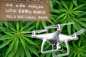 ட்ரோன் மூலம் கண்டுபிடிக்கப்பட்ட பாரிய கஞ்சா பயிர்ச்செய்கை