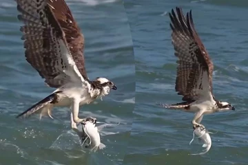 துடிதுடித்த ராட்சத மீன்... அசால்ட்டாக வேட்டையாடிச் சென்ற கழுகு