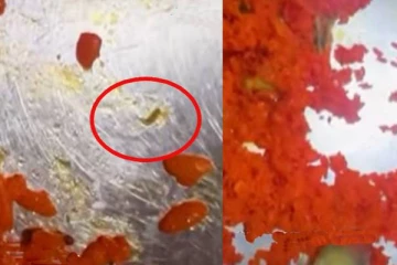 யாழில் பிரபல சைவ ஹோட்டல் உணவில் இருந்த புழுக்கள்! அதிர்ச்சியடைந்த நபர்