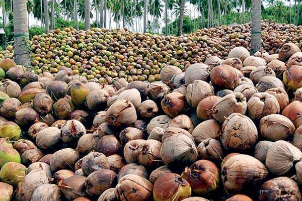 விண்ணை முட்டிய தேங்காய் விலை -மக்கள் பெரும் சிரமம் | Coconut Price High