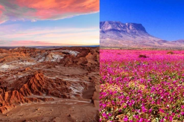 400 வருடங்களாக ஒரு சொட்டு மழை இல்லை - உலகின் வறண்ட பகுதியில் பூக்கும் மலர்கள்