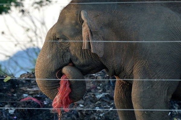 மட்டக்களப்பு திக்கோடை பகுதியில் இறந்த நிலையில் காட்டு யானை.. | Wild Elephant Been Found Dead