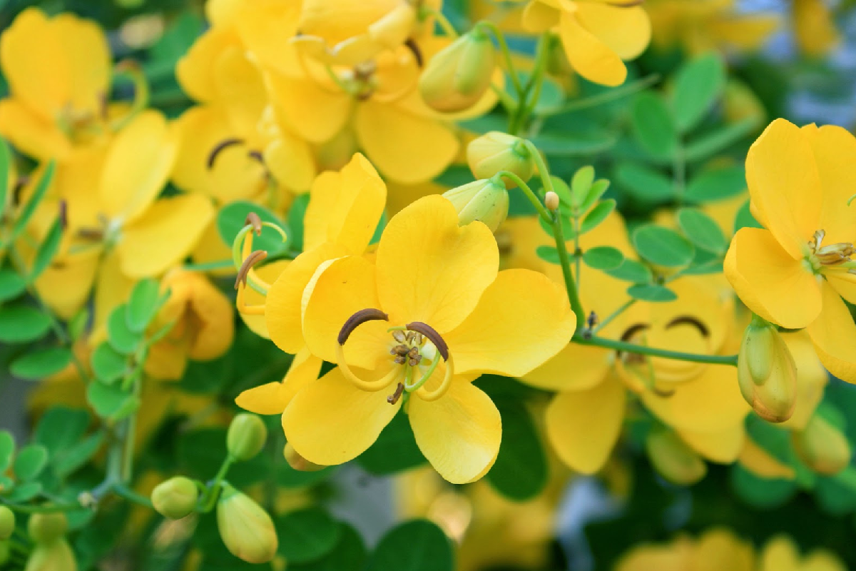 රණවරා ගැන ඔබ නොදත් දේ මෙන්න | Information About Ranawara