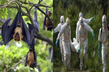 வவ்வால் கறி தின்றதால் பரவும் நோய் - 48 மணி நேரத்தில் 53 பேர் உயிரிழப்பு