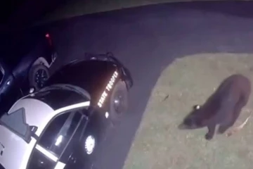 உணவு தேடி பொலிஸ் வாகனத்தின் கார் கதவை உடைக்க முயன்ற கரடி... வீடியோ வைரல்!