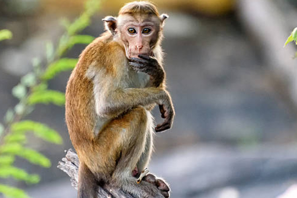 கூண்டுகளில் அடைக்கப்பட்டு பட்டினி போடப்பட்ட குரங்குகள்; கடும் எதிர்ப்பு | Monkeys Locked In Cages And Starved