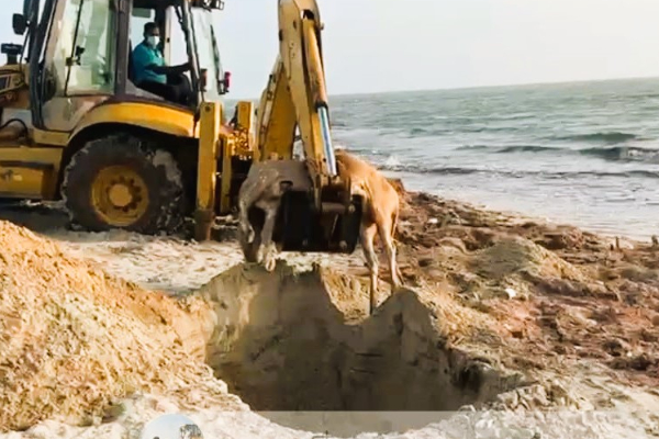 மன்னாரில் வெள்ளத்தில் சிக்கி ஆயிரக்கணக்கான கால் நடைகள் உயிரிழப்பு | Thousands Of Livestock Die In Floods In Mannar மன்னாரில் வெள்ளத்தில் சிக்கி ஆயிரக்கணக்கான கால் நடைகள் உயிரிழப்பு | Thousands Of Livestock Die In Floods In Mannar