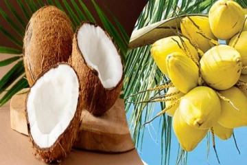 இலங்கையில் தேங்காய் உற்பத்தி சடுதியாக வீழ்ச்சி