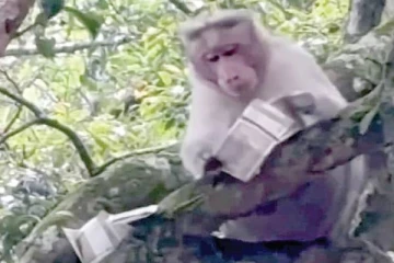 மரத்தில் இருந்து சுற்றுலா பயணியின் 500 ரூபாய் நோட்டுகளை பறக்கவிட்ட குரங்கு