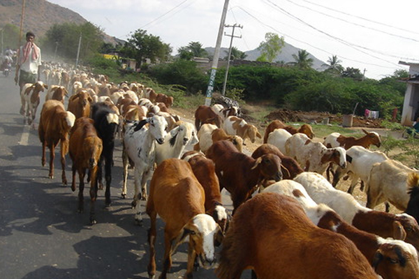 மாடுகளை மேய்க்க சென்ற இளைஞன் முதலைக்கு இரையானார் | A Young Man Who Went To Graze Cows Was Killed