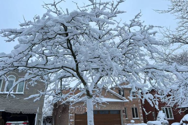 கடுமையான பனிப்புயலால் ரொறன்ரோ மக்களுக்கு ஏற்பட்ட நிலை! | Toronto People Affected By The Severe Snow Storm