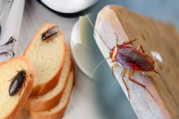 வீட்டில் கரப்பான் பூச்சி தொல்லையா..? இரவில் இதை மட்டும் செய்ங்க போதும்