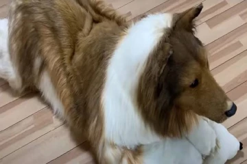 நீண்ட நாள் ஆசை நிறைவேறியது...நாயாக மாறிய நபர்: வைரலாகும் காணொளி