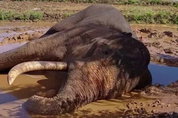 කාවන්තිස්ස ඇතා රැකගන්න හමුදාවේ 25ක් සූදානමින්