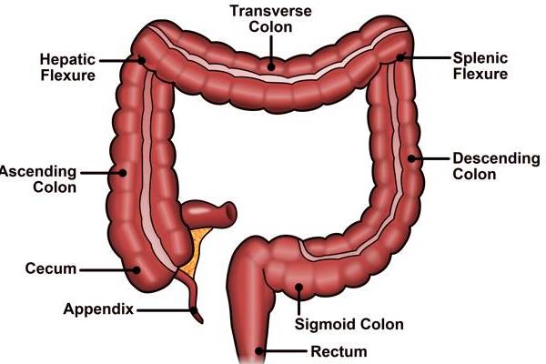 இந்த 7 உடல் உறுப்புகள் இல்லாமலே மனிதர்கள் வாழ முடியும் - என்ன உறுப்புகள் தெரியுமா? | Humans Can Live Without These 7 Body Parts