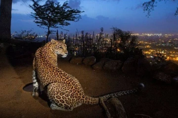 மகளை வாயில் கவ்விய சிறுத்தை - துணிச்சலாக சண்டையிட்டு காப்பாற்றிய தந்தை!