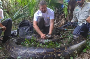 உலகிலேயே அதிக எடை கொண்ட  பெண் மலைப்பாம்பு.... எத்தனை கிலோ தெரியுமா?