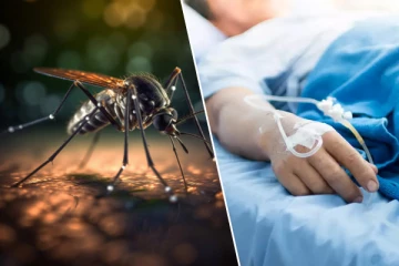 இலங்கையில் டெங்கு நோயாளர்கள் அதிகரிப்பு : செய்திகளின் தொகுப்பு