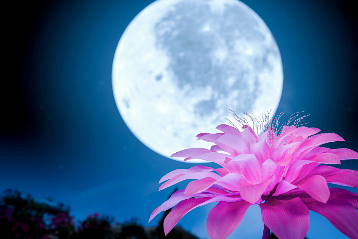 முழு நிலவுக்கு மலர் நிலவு என பெயரிட்ட நாசா | Nasa Names Full Moon As Flower Moon