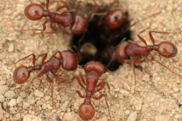 விக்ஷ எறும்பால் அச்சத்தில் மக்கள்; நடவடிக்கை எடுக்க கோரிக்கை!