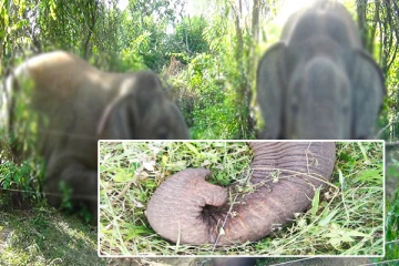 குருநாகலில் மின்சார வேலியில் சிக்குண்டு யானை உயிரிழப்பு