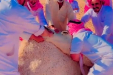 ඔටුවෙක් දත් මදින වීඩියෝවක් සමාජ මාධ්‍ය උණුසුම් කරයි..(VIDEO)