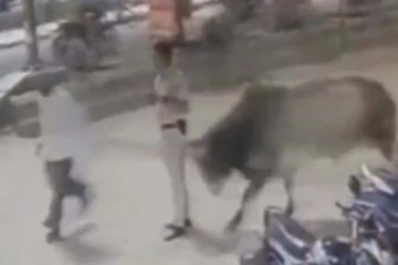 வேலை செய்யாமல் பொலிஸ் செய்த காரியம்... மாடு கொடுத்த தரமான பதிலடி