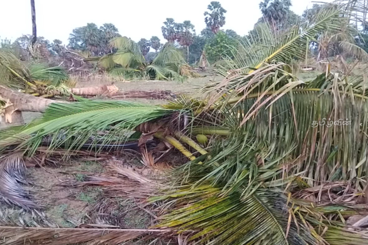 முல்லைத்தீவில் நூற்றுக்கும் மேற்பட்ட பயன்தரு தென்னை மரங்களை அழித்து நாசம் செய்த காட்டு யானைகள் | Elephant Attack In Mullaitivu