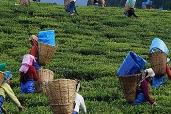 பெருந்தேசிய வாதத்தின் அதிகாரத்தால் மலையக மக்களுக்கு விடிவு கிட்டப் போவதில்லை! அரசியல் ஆய்வாளர் சி.அ.யோதிலிங்கம் | Upcountry Persons Life பெருந்தேசிய வாதத்தின் அதிகாரத்தால் மலையக மக்களுக்கு விடிவு கிட்டப் போவதில்லை! அரசியல் ஆய்வாளர் சி.அ.யோதிலிங்கம் | Upcountry Persons Life