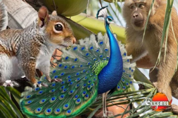 ආයෙත් මිදුලට බැහැලා සත්තු ගණන් කරන්න වෙයි නැවතත් සමීක්ෂණයක්